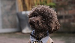 the-poodle-gang-369918-unsplash